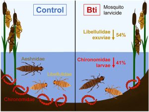 GraphicalAbstractGerstle